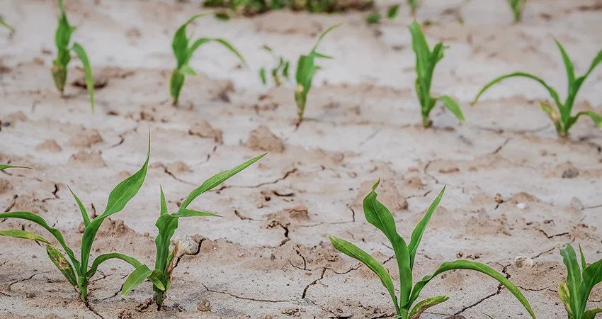 Jeunes plants de maïs levés sur une parcelle suivie par JOGOO Agriculture