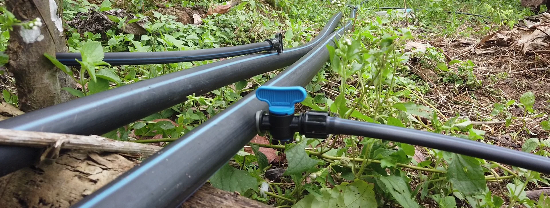 Réseau d'irrigation goutte à goutte raccordé sur une parcelle