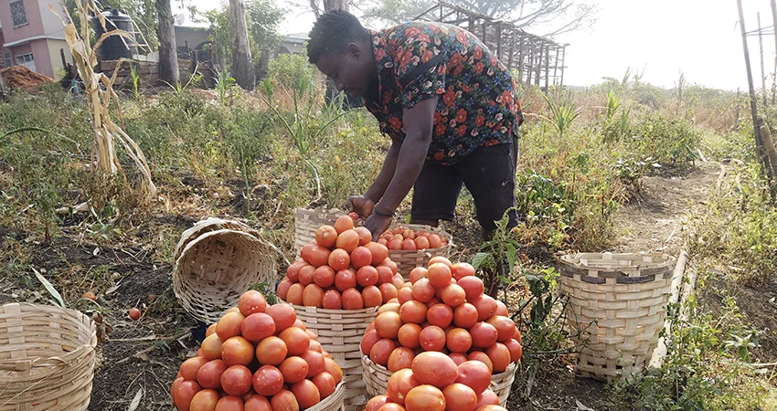 Tomato harvest on a farm equipped by JOGOO