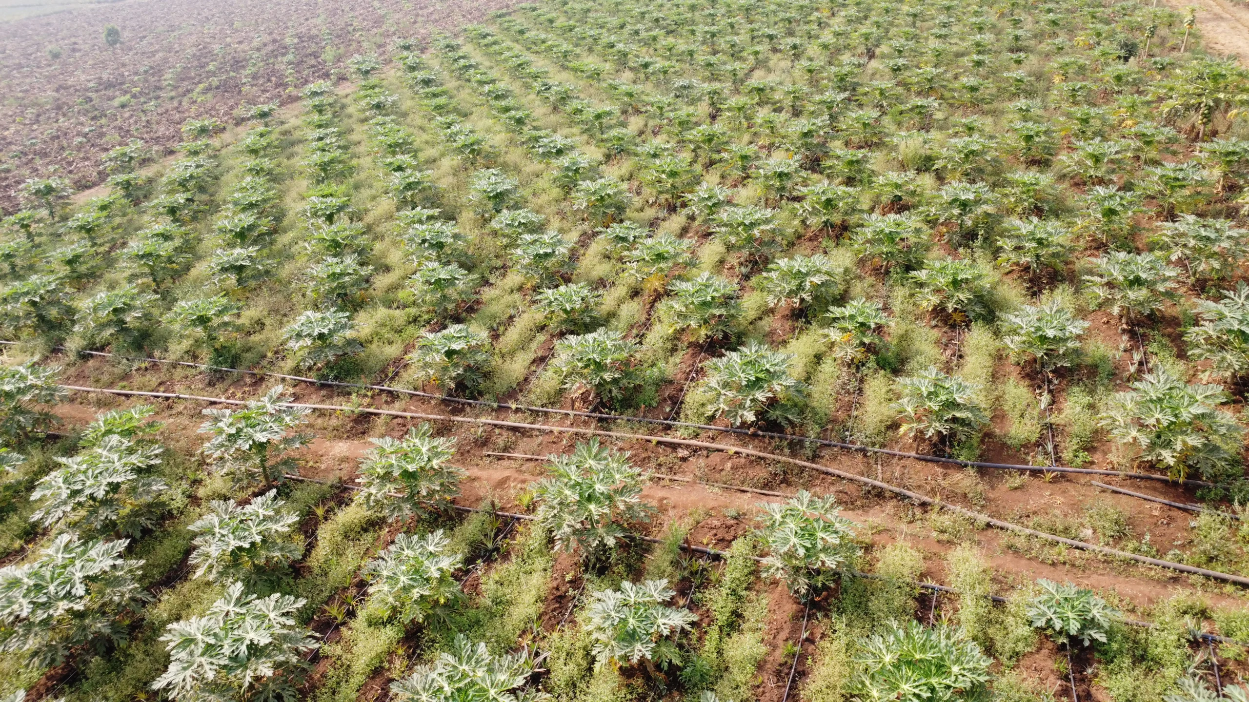 Rampes de goutte à goutte posées entre les rangs d'une parcelle cultivée