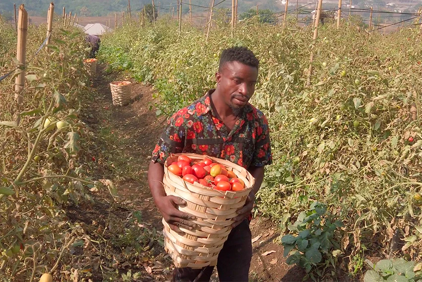 Producteur portant un panier de tomates récoltées