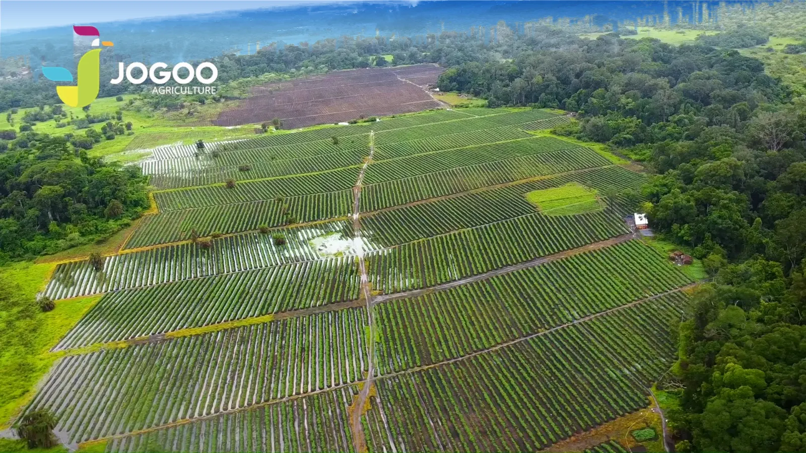 Vue aérienne de parcelles irriguées par JOGOO Agriculture sous un ciel bleu