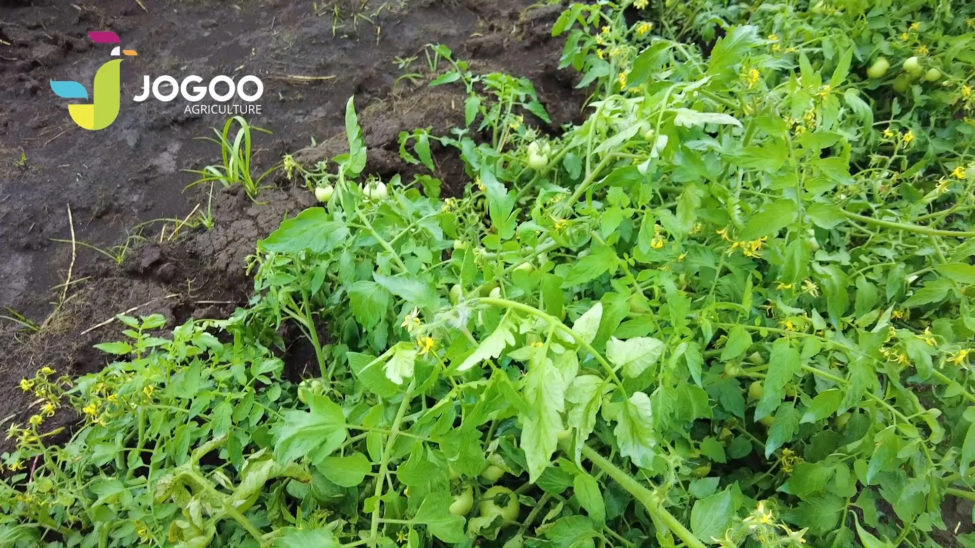 Plant de tomate vigoureux au sol, parcelle accompagnée par JOGOO