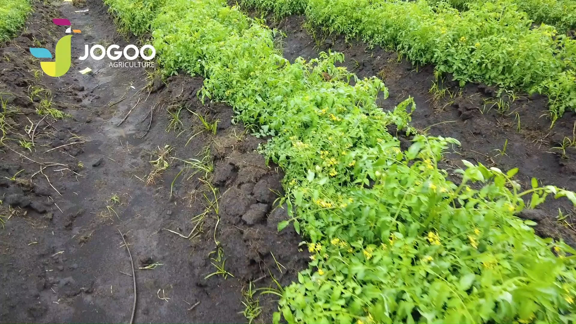 Vigorous crop row on fertilised soil, JOGOO agronomic follow-up