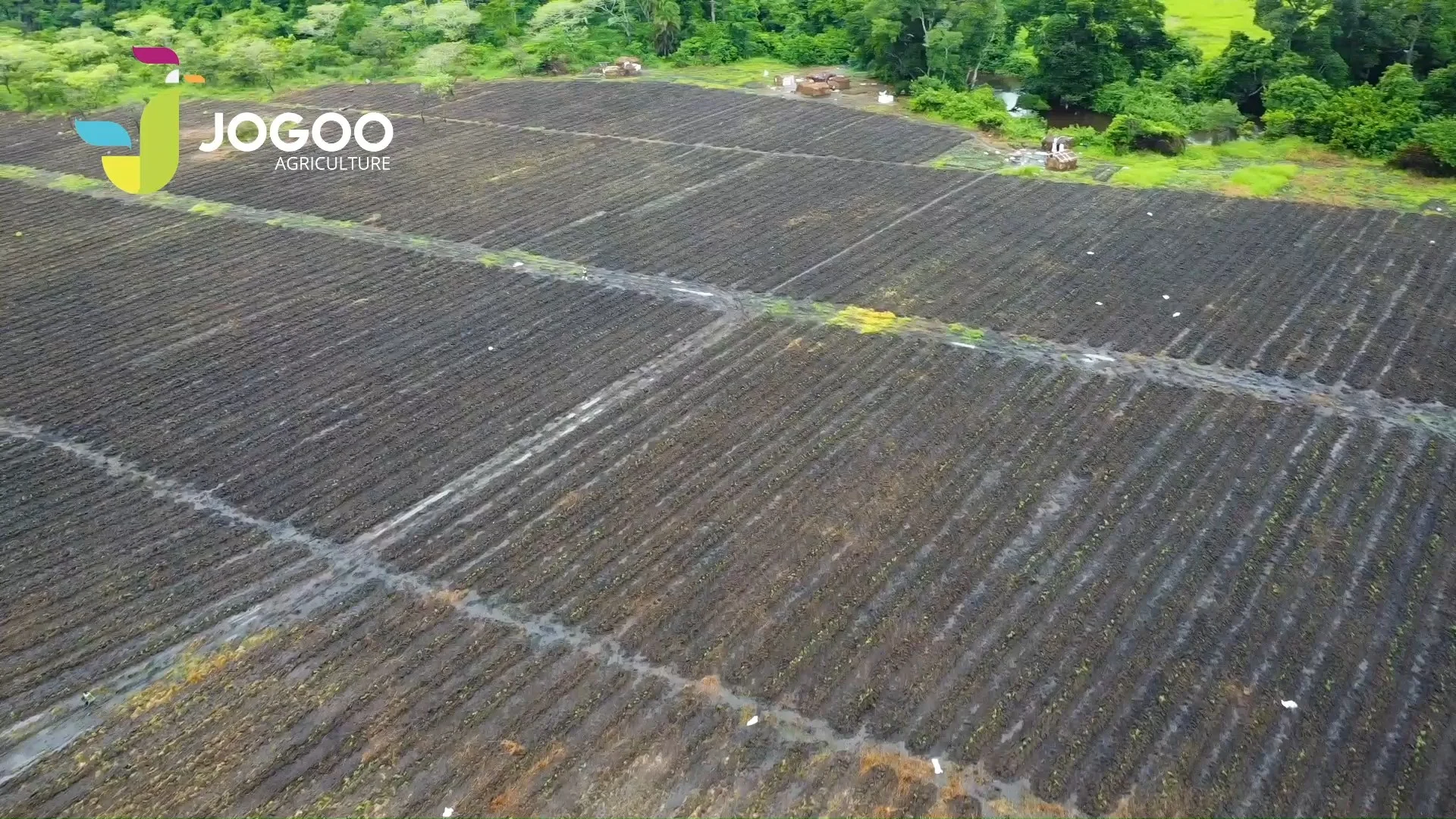Réseau d’irrigation déployé sur parcelles préparées par JOGOO