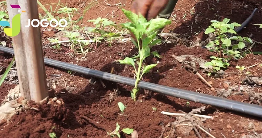 Dripper at the base of a young plant on a JOGOO plot